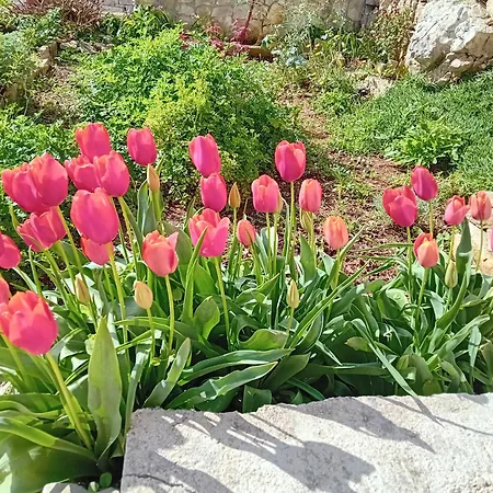 Modern Robinson Veli Bare Вела-Лука