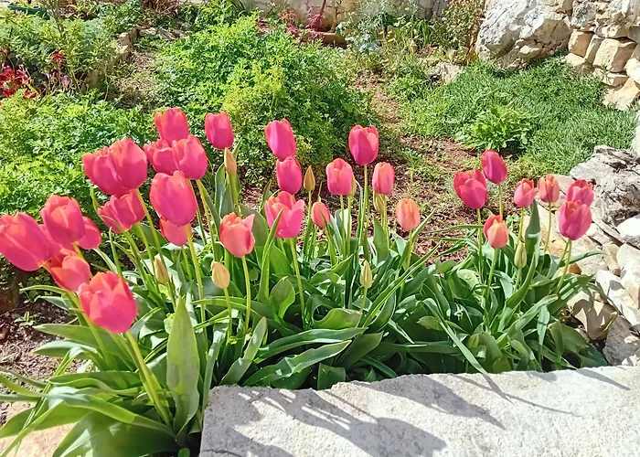 Modern Robinson Veli Bare Vela Luka